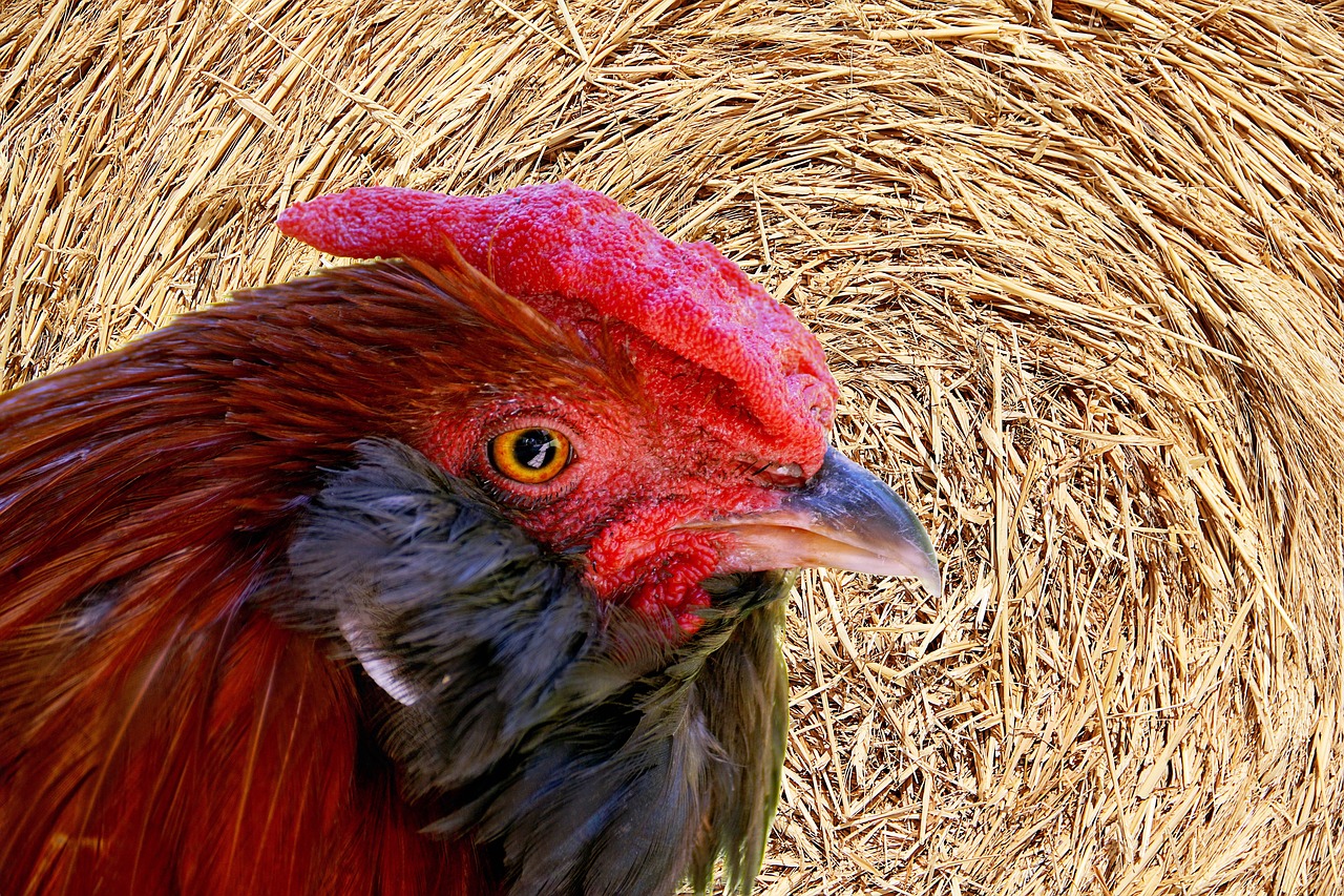 Image - hahn straw gockel poultry