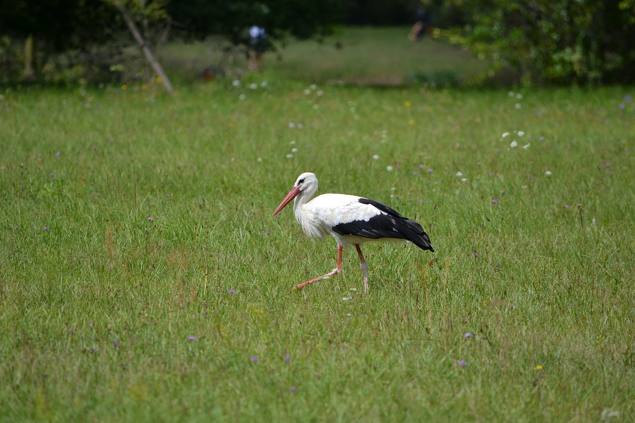 Image - stork bird green beak feather