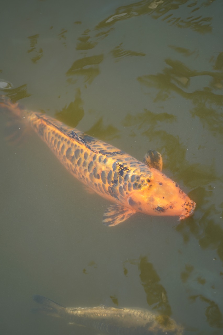 Image - koi fish water carp pond koi carp