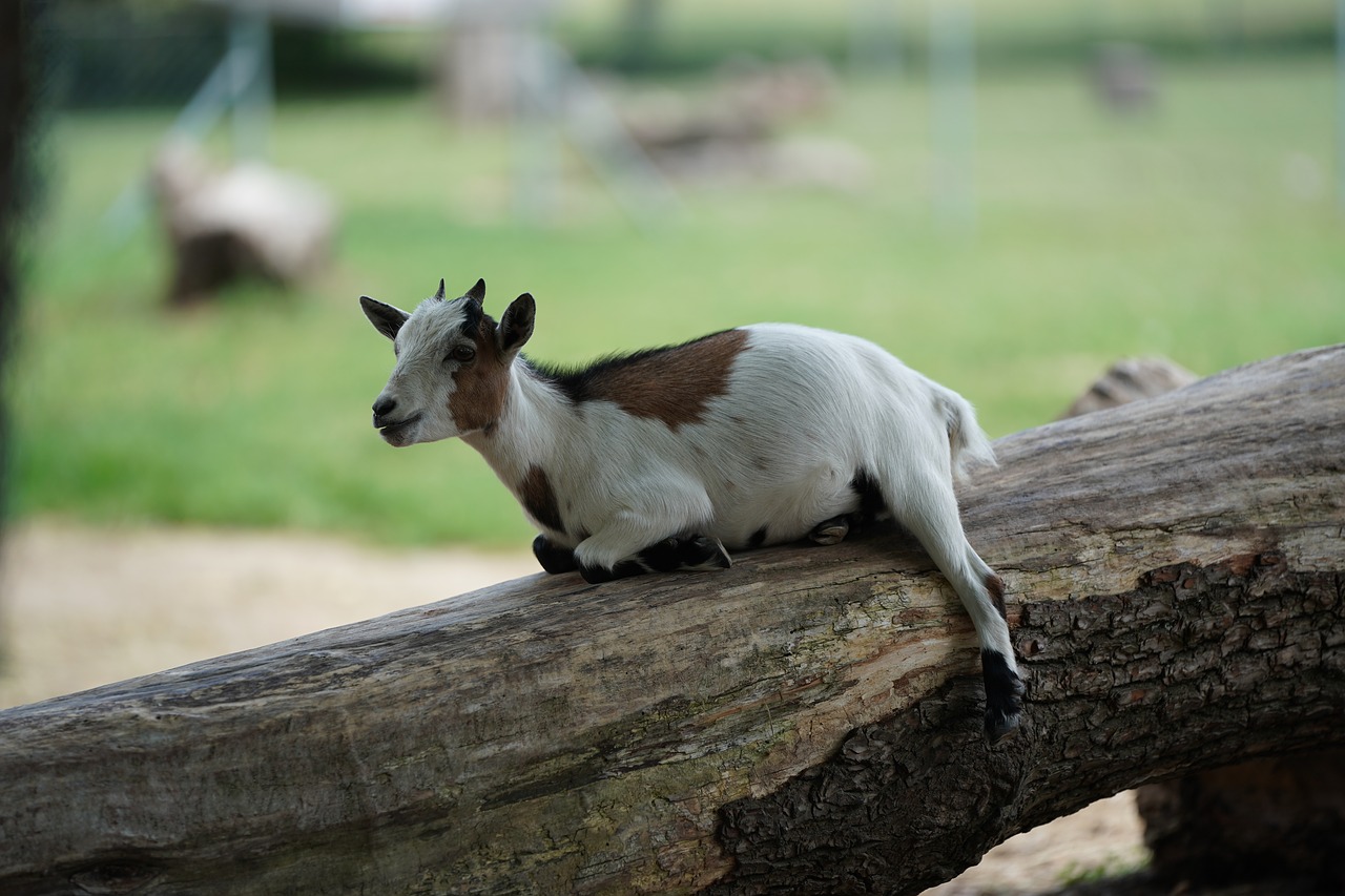 Image - goat rest funny fur animal
