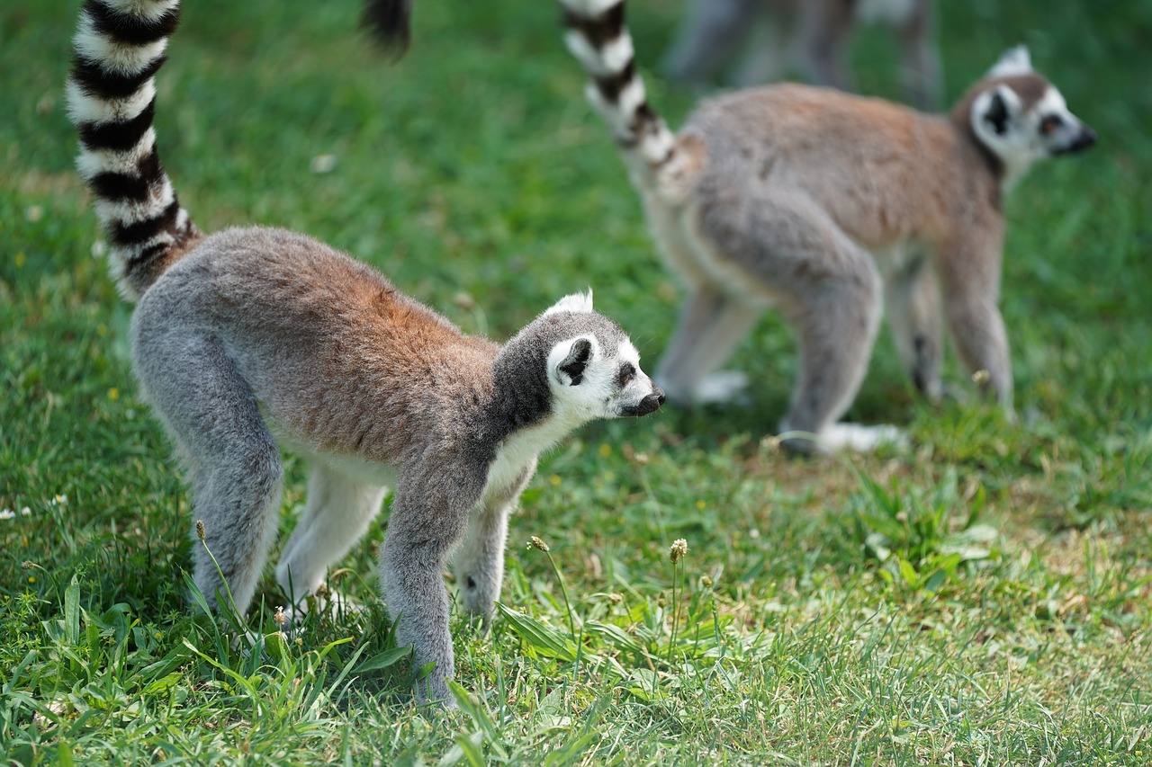 Image - monkey lemur madagascar primates