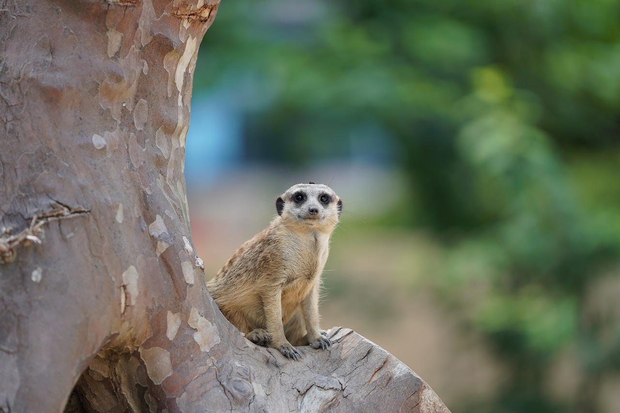 Image - meerkat supervisor guard nature