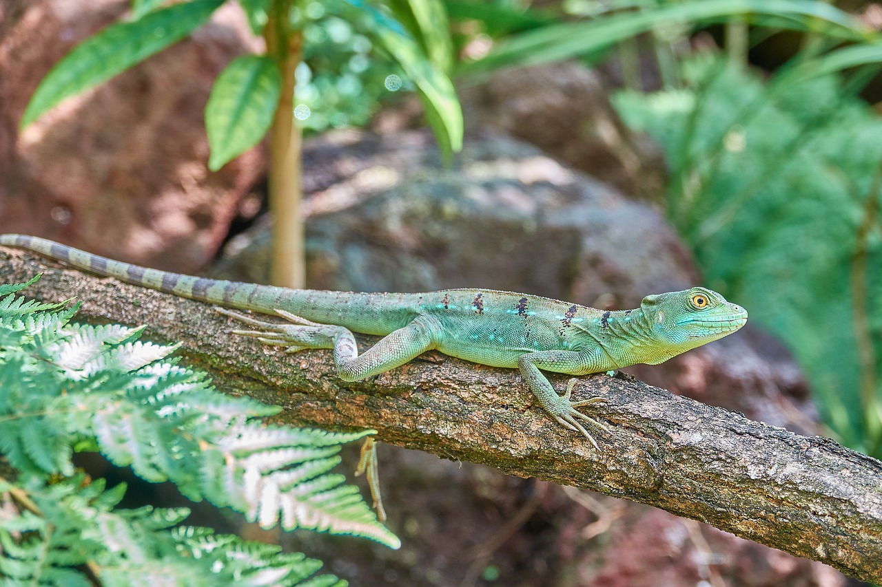 Image - lizard reptile fast green animal