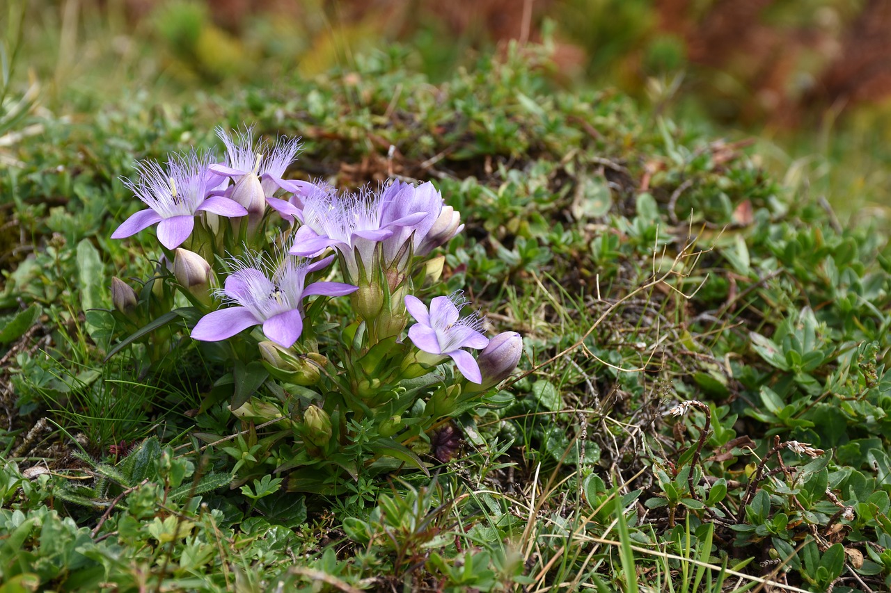 Image - alpine plant delicate hairs blossom