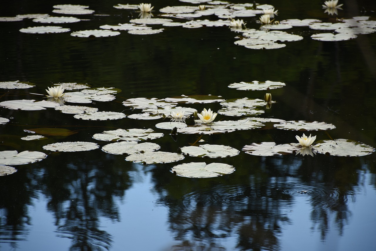 Image - water lilies mirroring contrasts