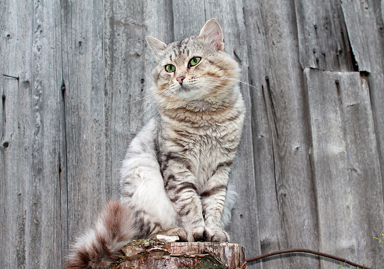 Image - cat cats pet gray cat fluffy cat