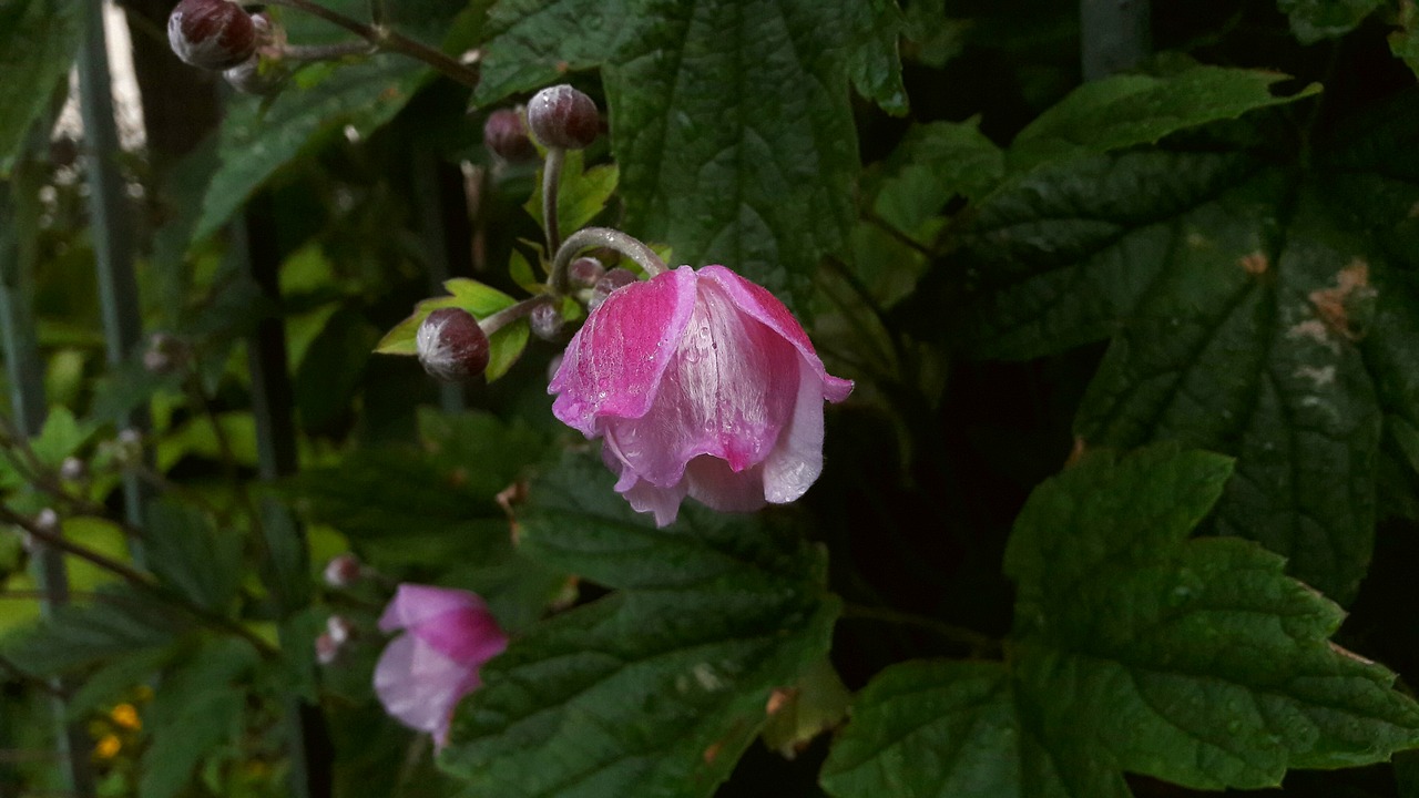 Image - water drops pink höstanemon plant