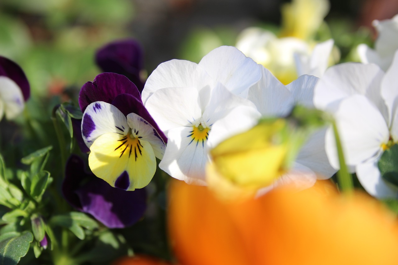 Image - flower summer pansy white purple