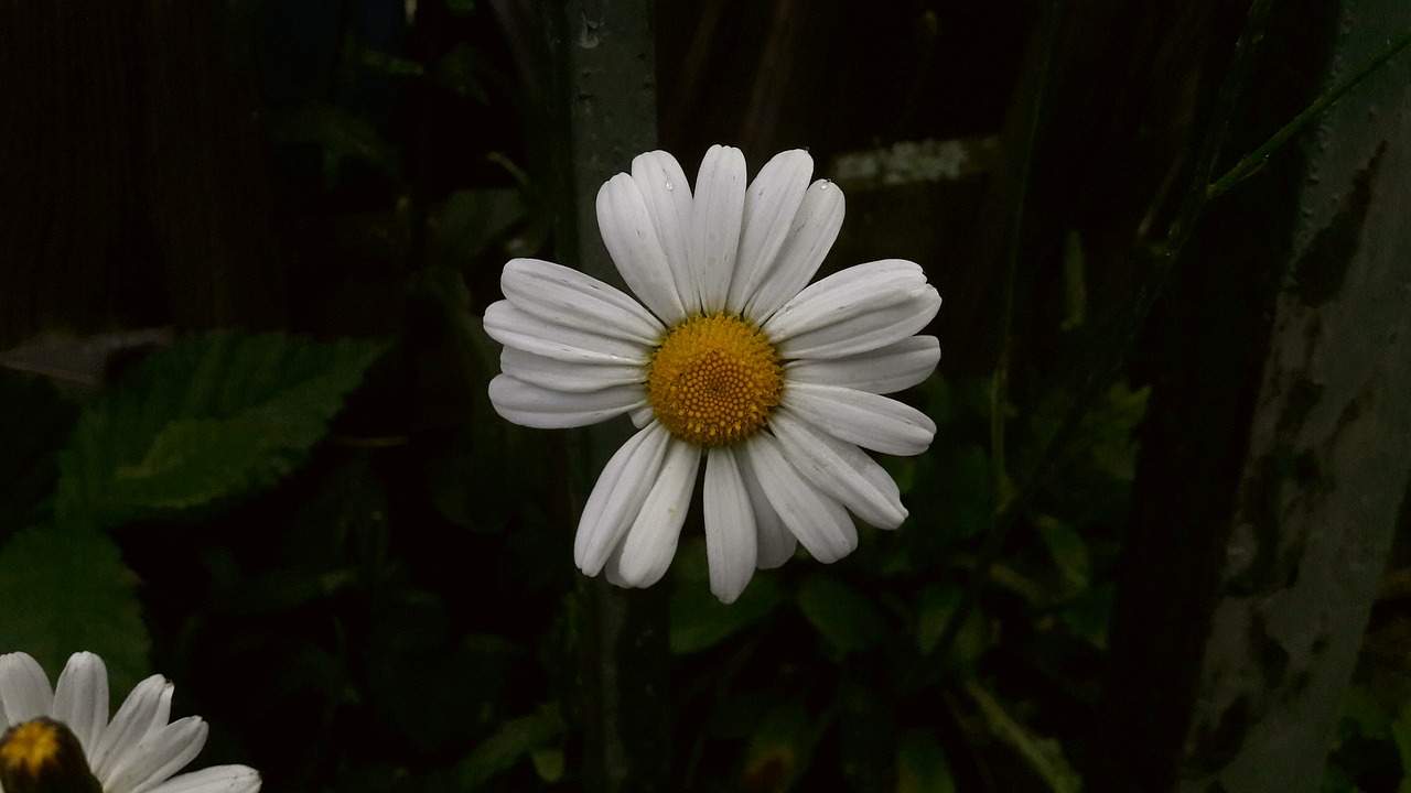 Image - daisy white yellow vitgul flower