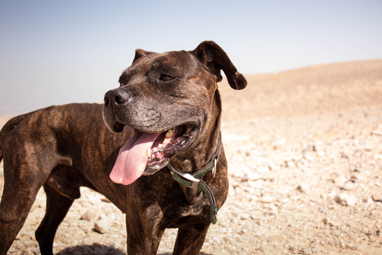 Image - dog desert nature animal pet sand