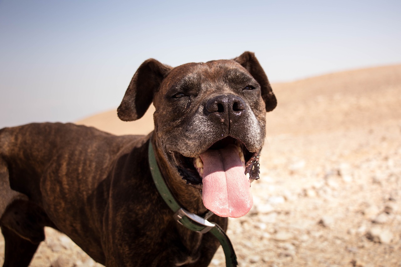 Image - dog nature sun cute puppy pet