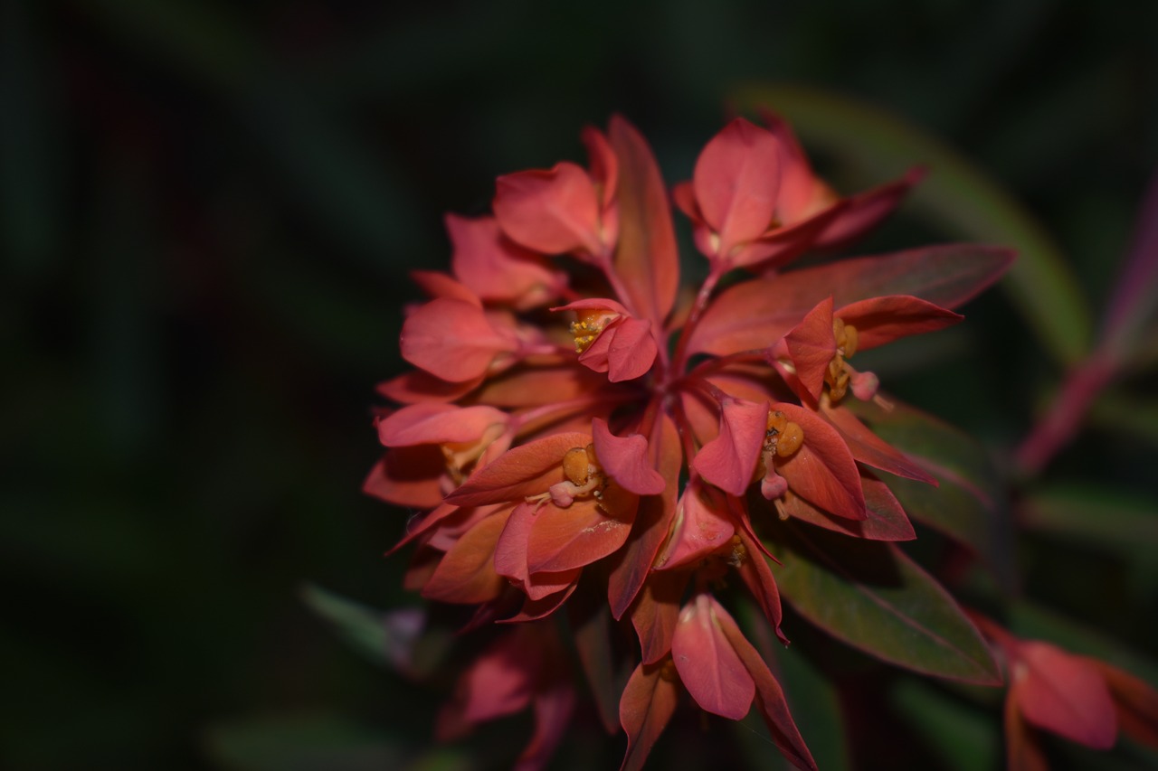 Image - red flower dark background crimson