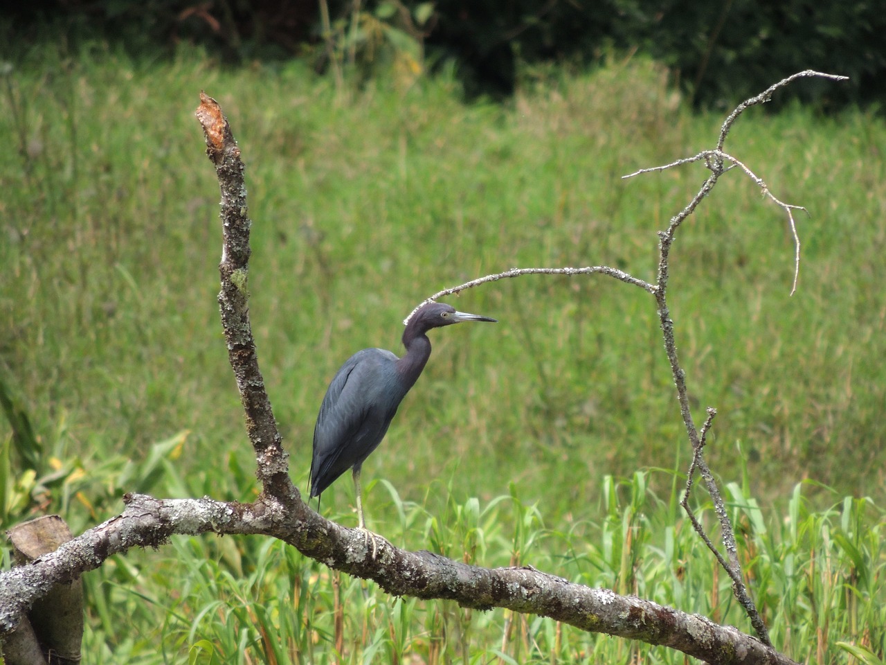 Image - fauna ave bird heron osprey