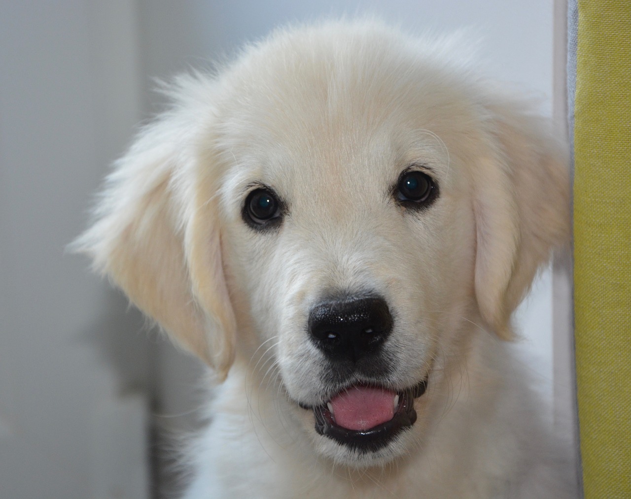 Image - puppy dog golden retriever animal