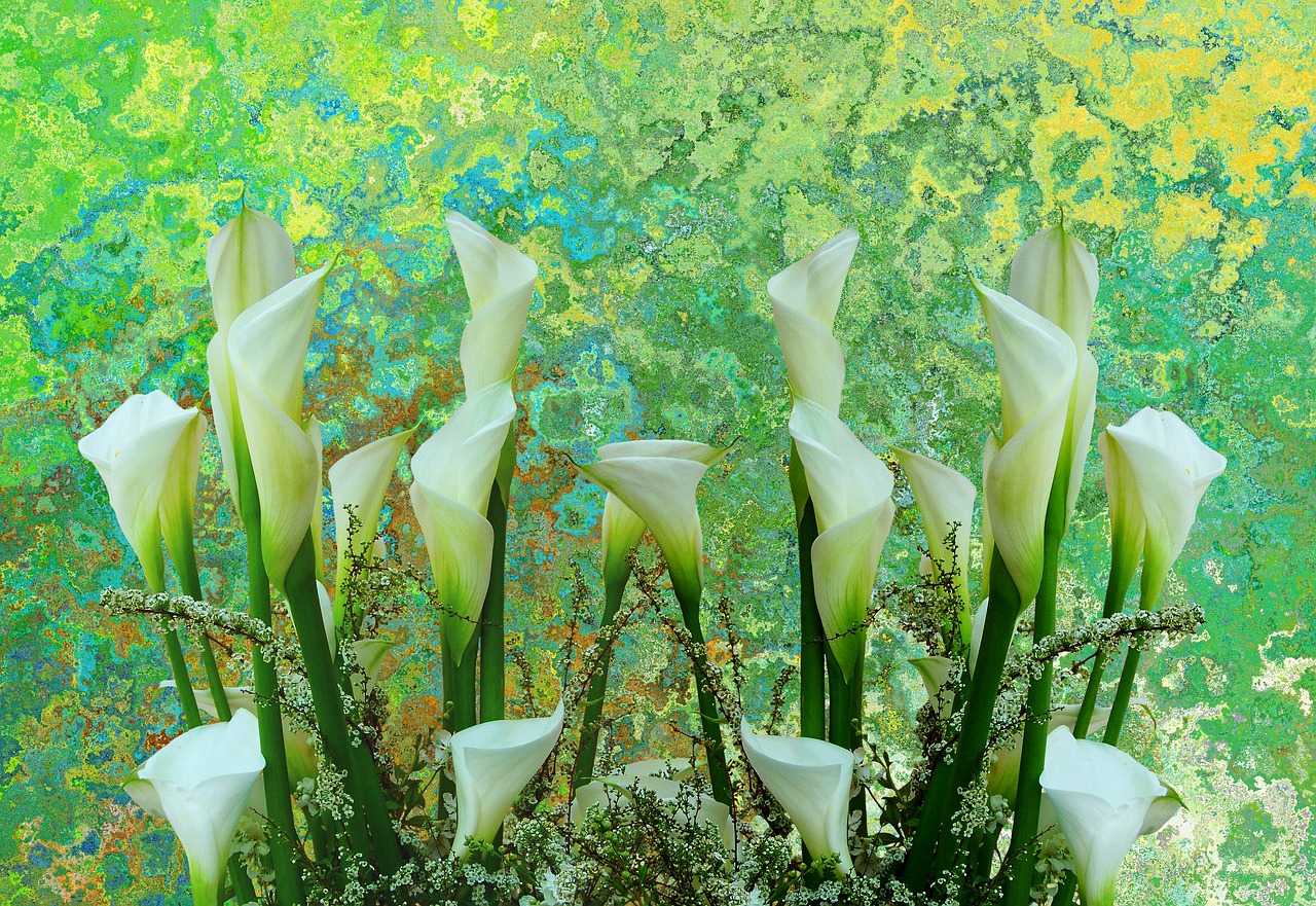 Image - callas flowers cut flowers