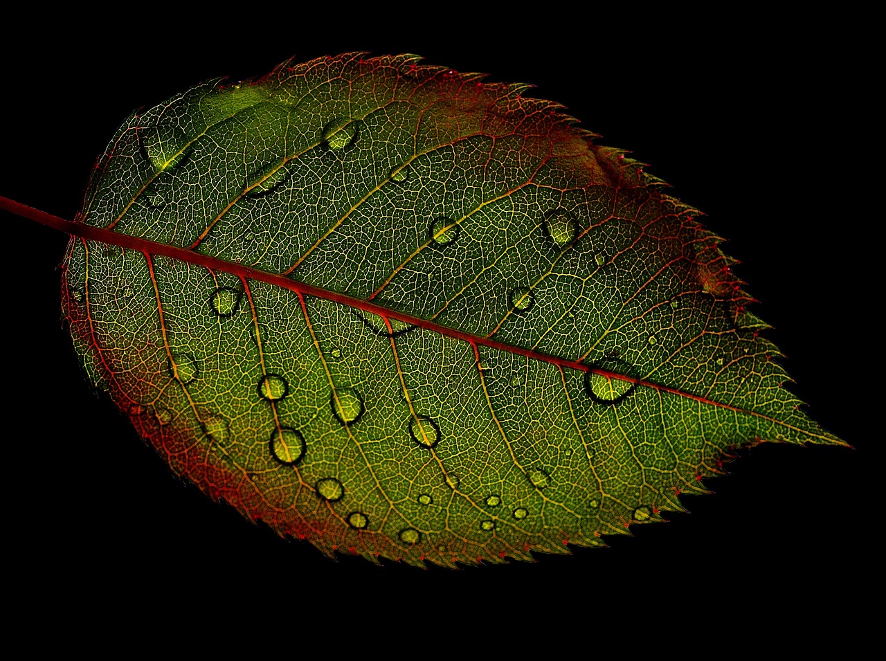 Image - rosenblatt leaf wasserperlen wet