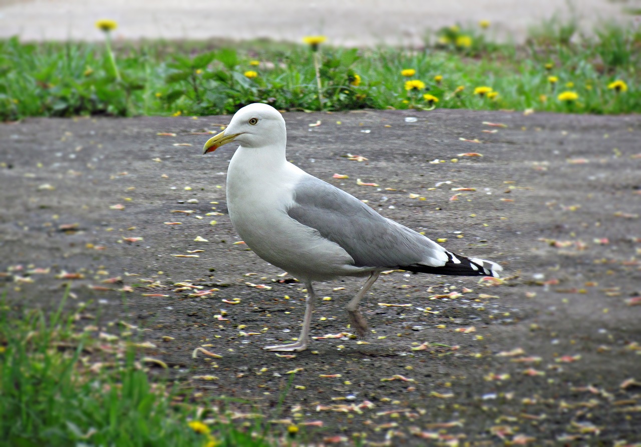 Image - seagull sea spacer bird water