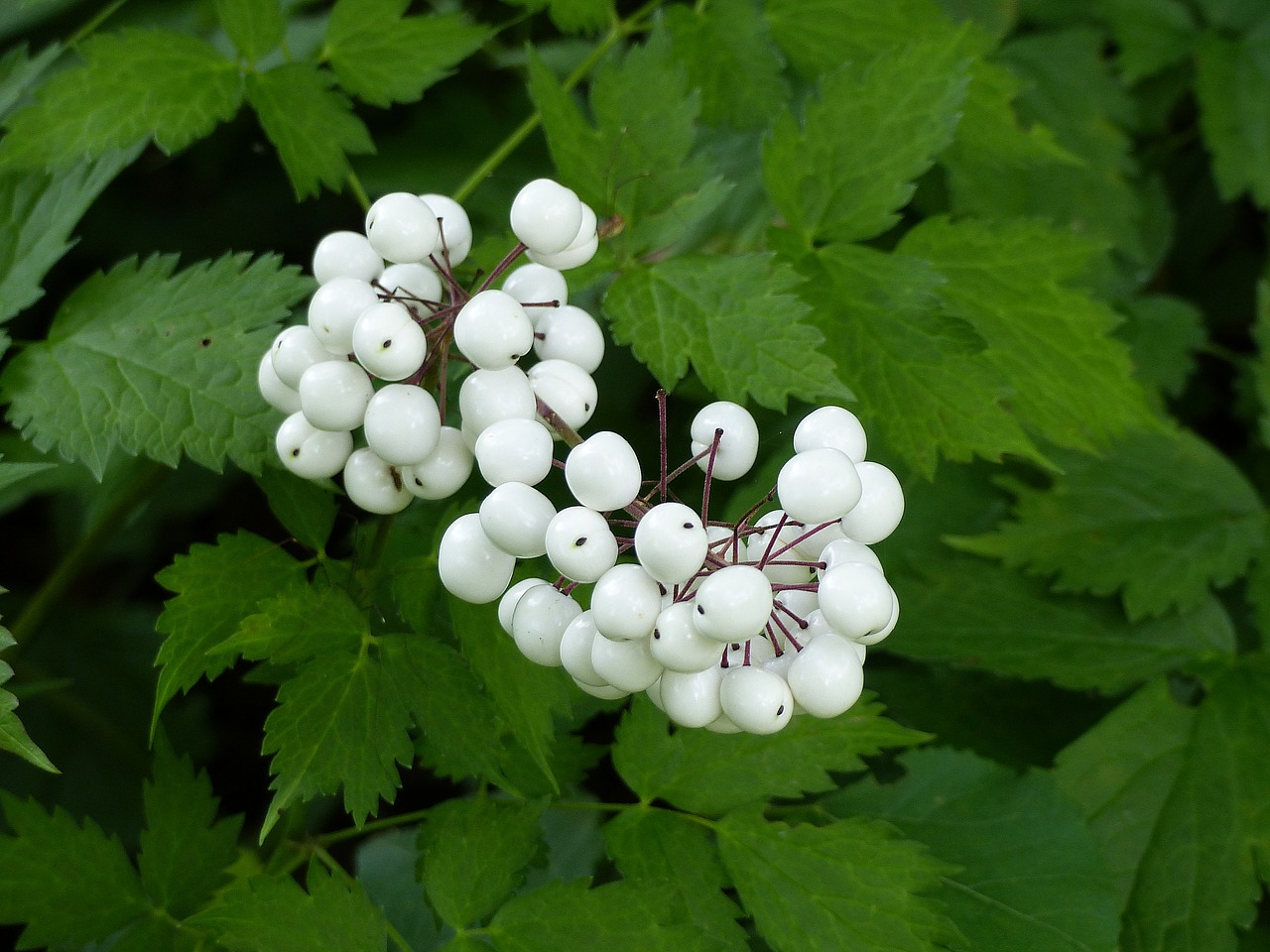 Image - trolldruva berry white leaf plant