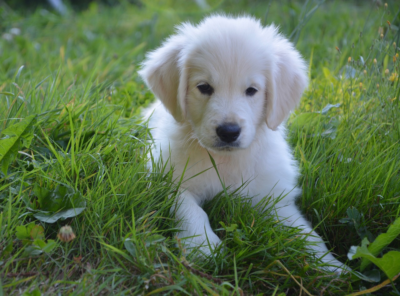 Image - puppy golden retriever dog female