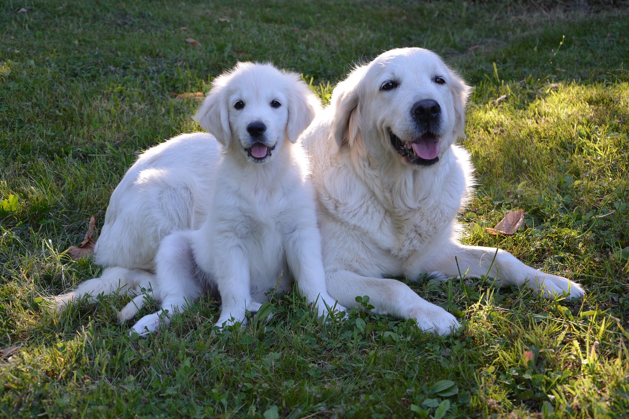 Image - puppy golden retriever young baby