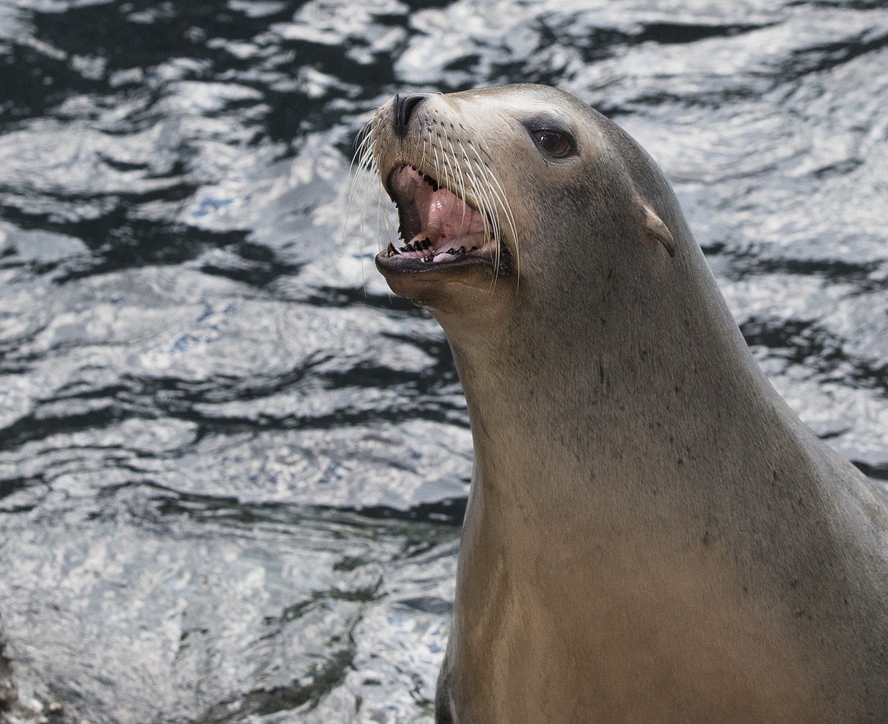 Image - seals wildlife california sea lions