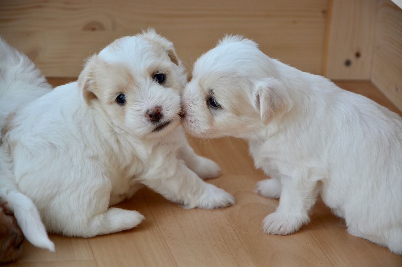 Image - cotton tulear puppies animal dog