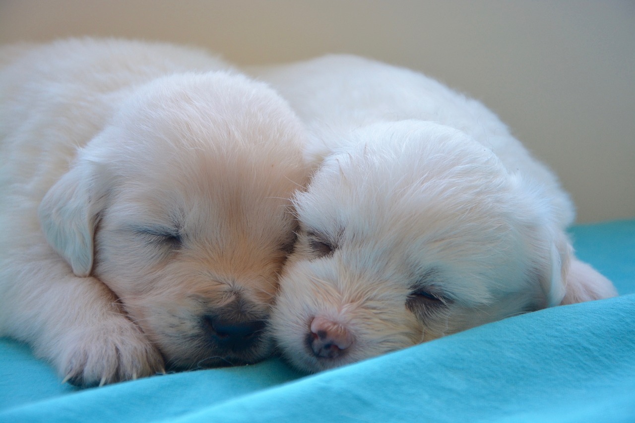 Image - puppies golden retriever cute