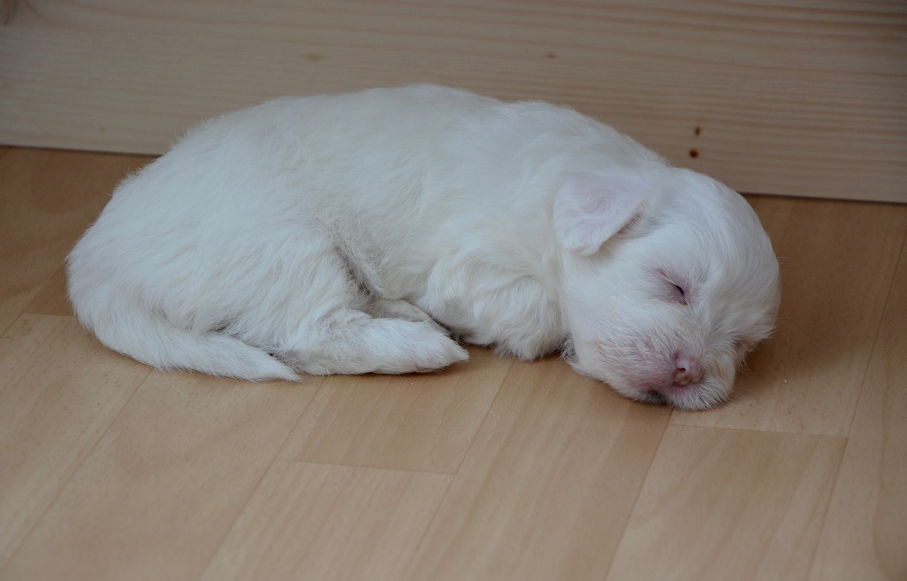 Image - puppy sleeper dog white