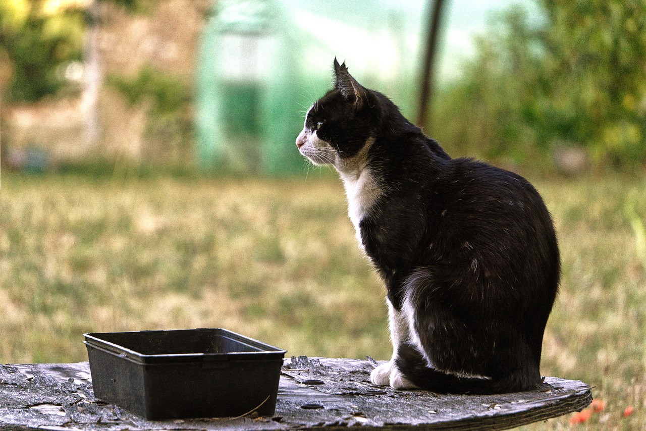 Image - cat garden domestic animal feline