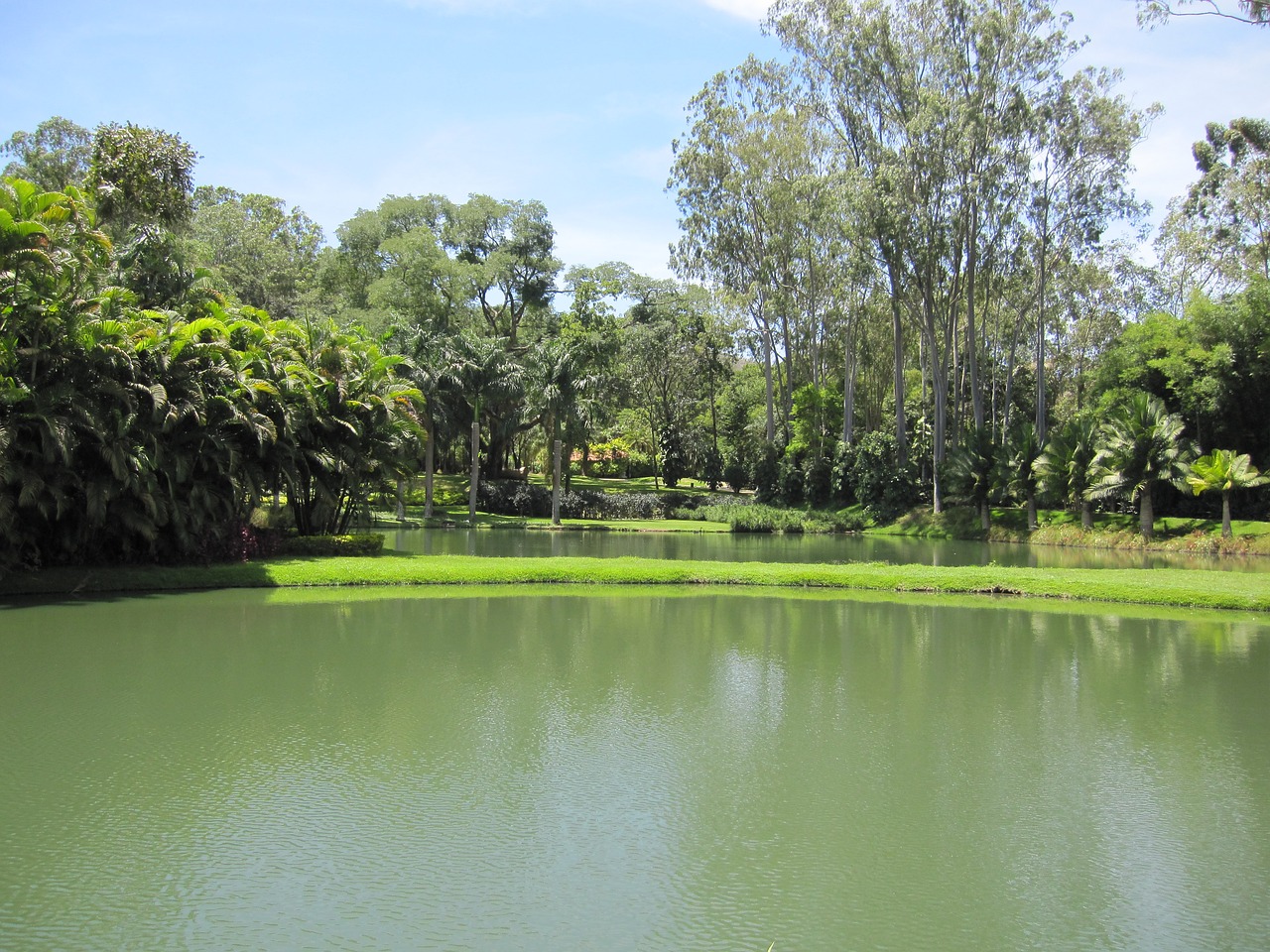 Image - tree lake brumadinho mg