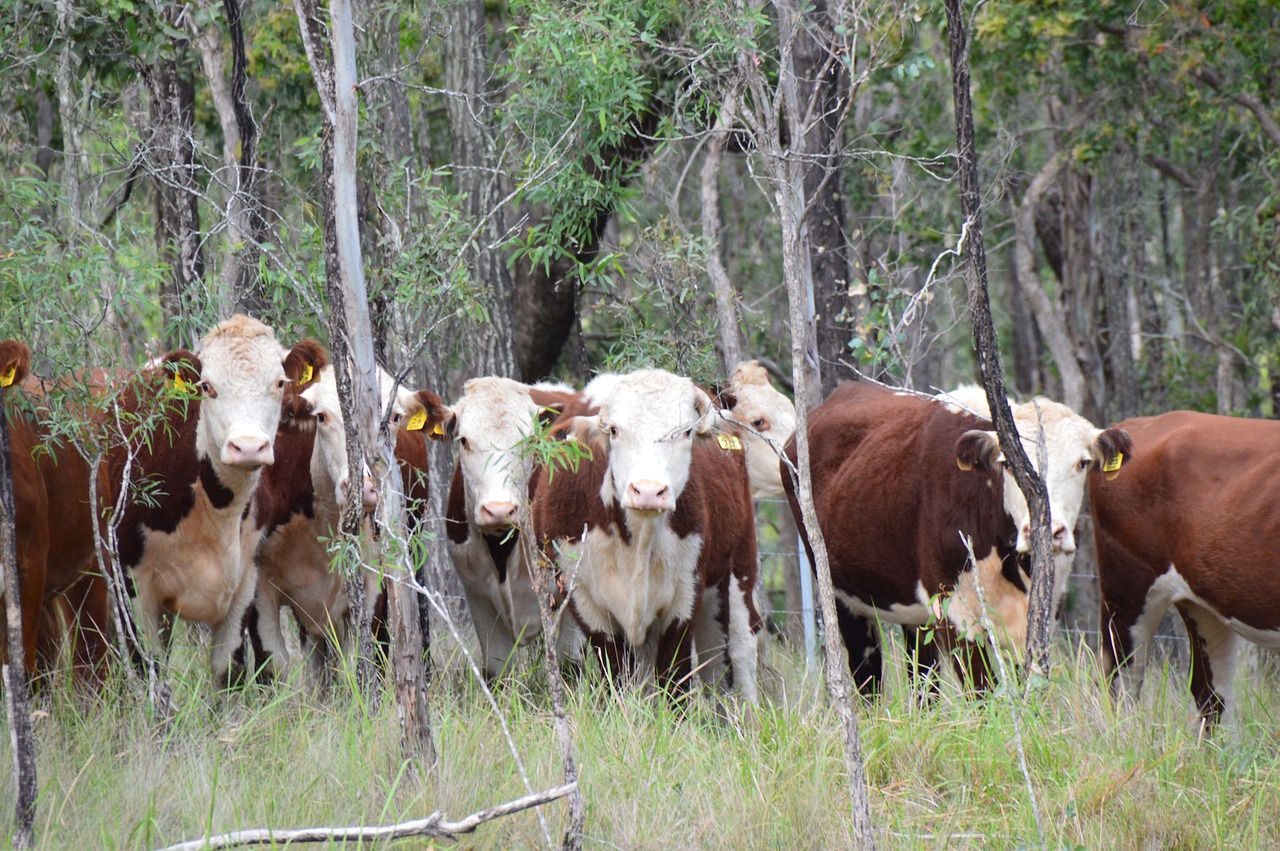 Image - cattle curiosity rural animal farm