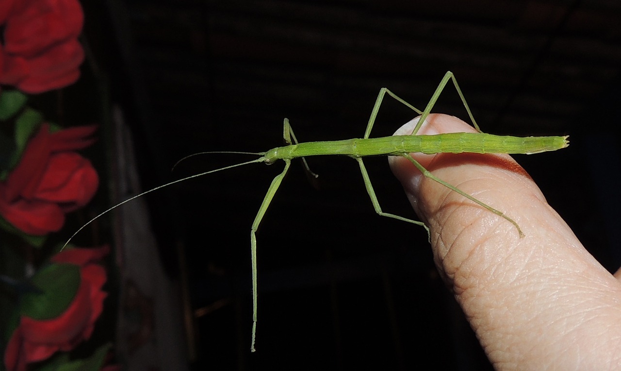 Image - nature stick insect weirdo