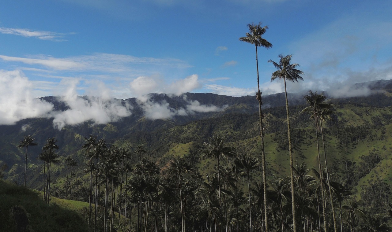 Image - landscape mountain ranges wax palms