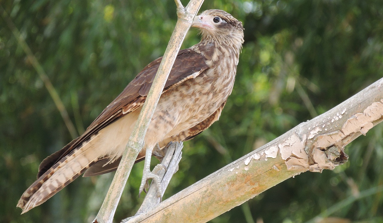 Image - fauna ave aguilucha bird of prey