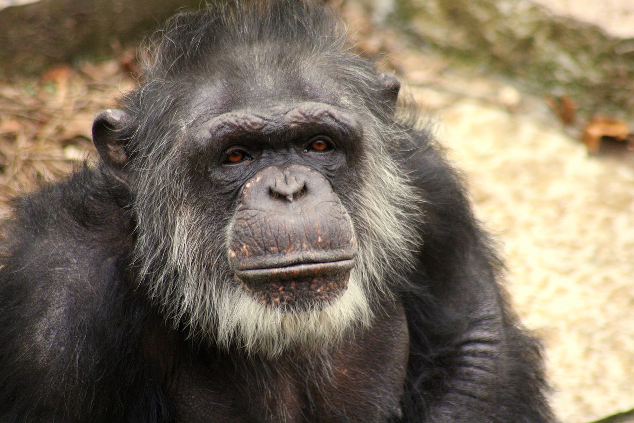 Image - gorilla face old gray elderly