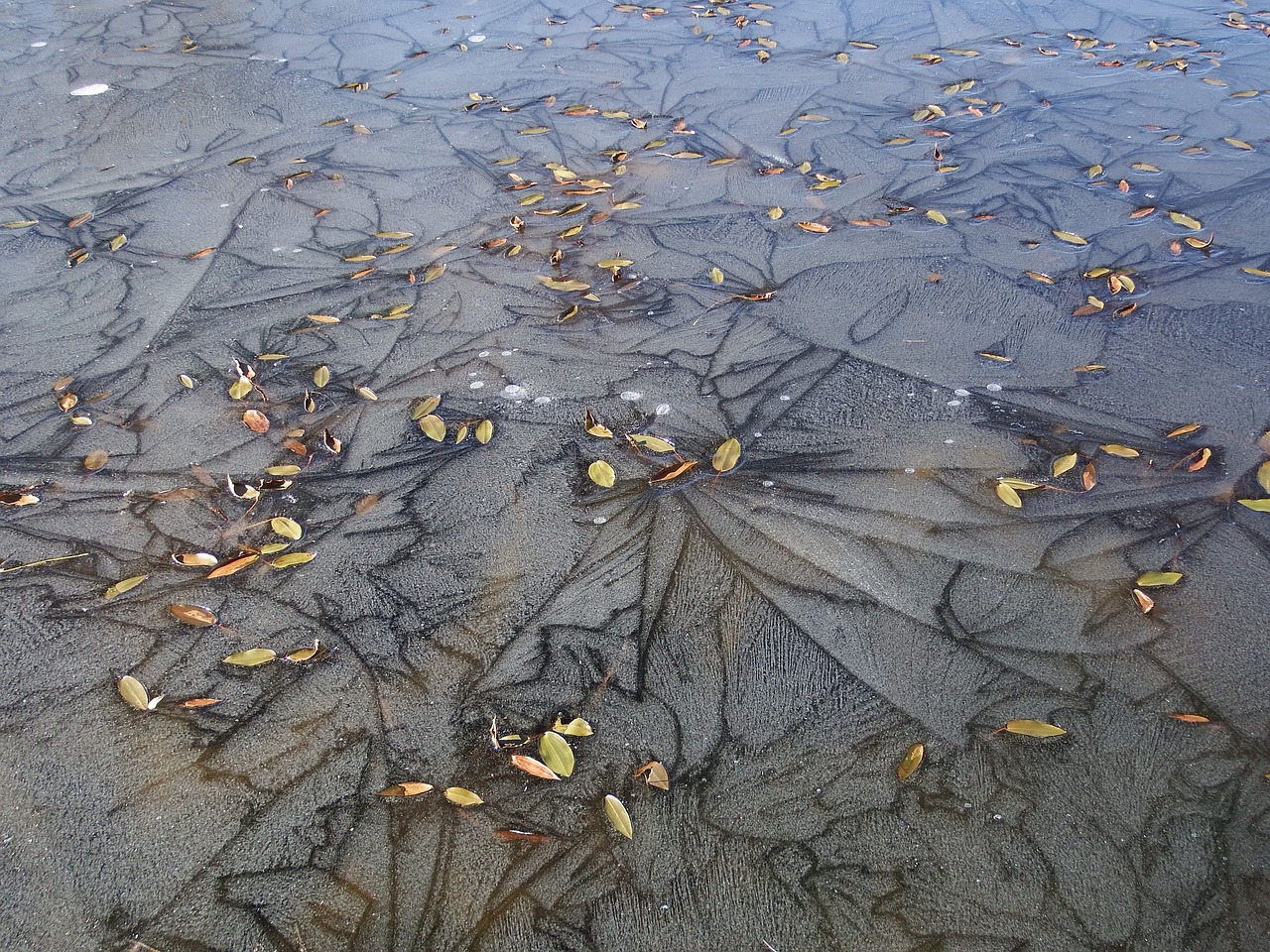 Image - ice puddle lake frost autumn