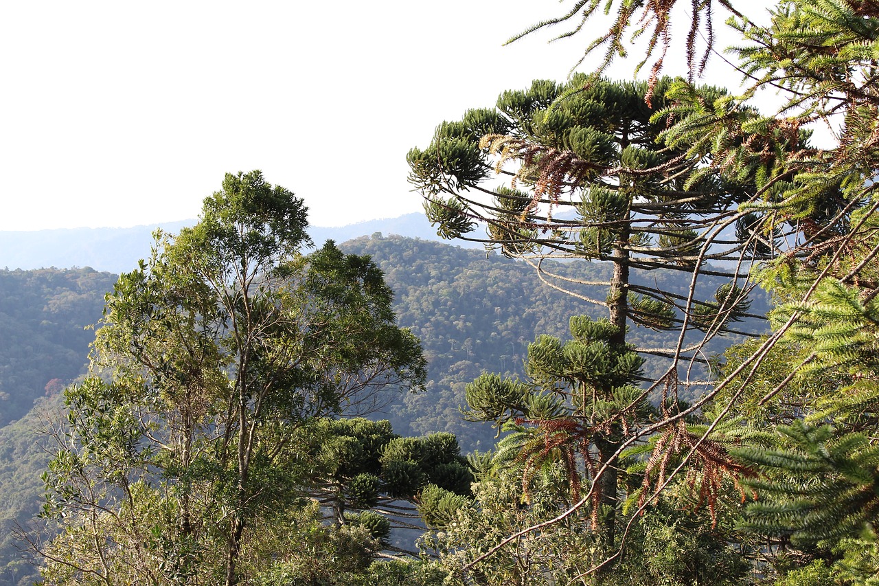 Image - nature santo antonio do pinhal