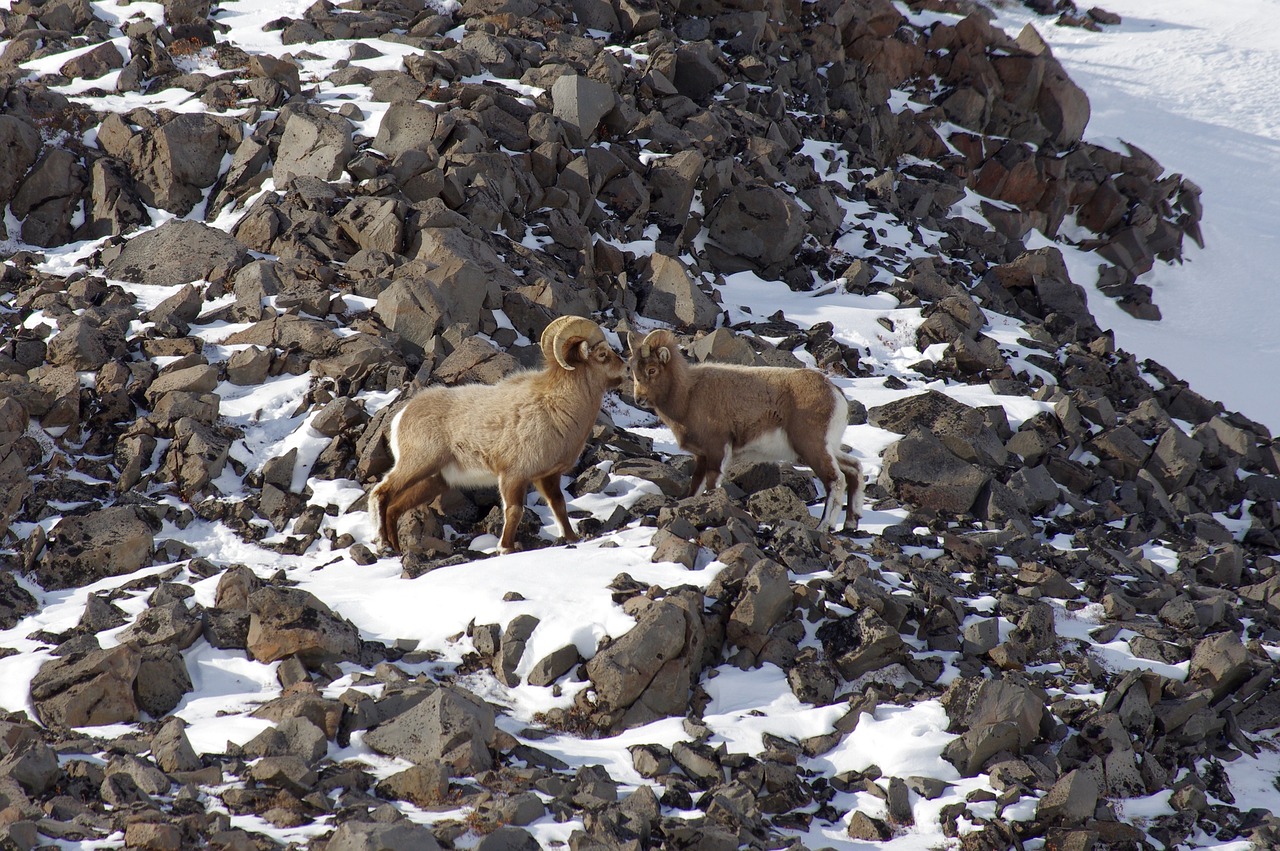 Image - bighorn sheep couple sheep bright