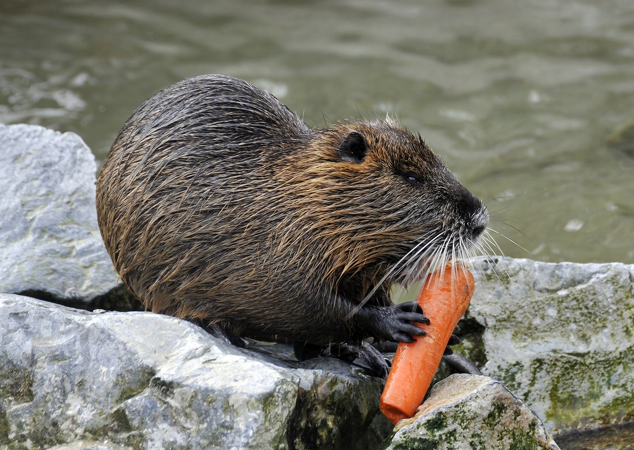 Image - wildlife park poing nutia