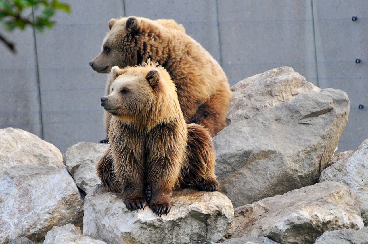 Image - wildlife park poing bear