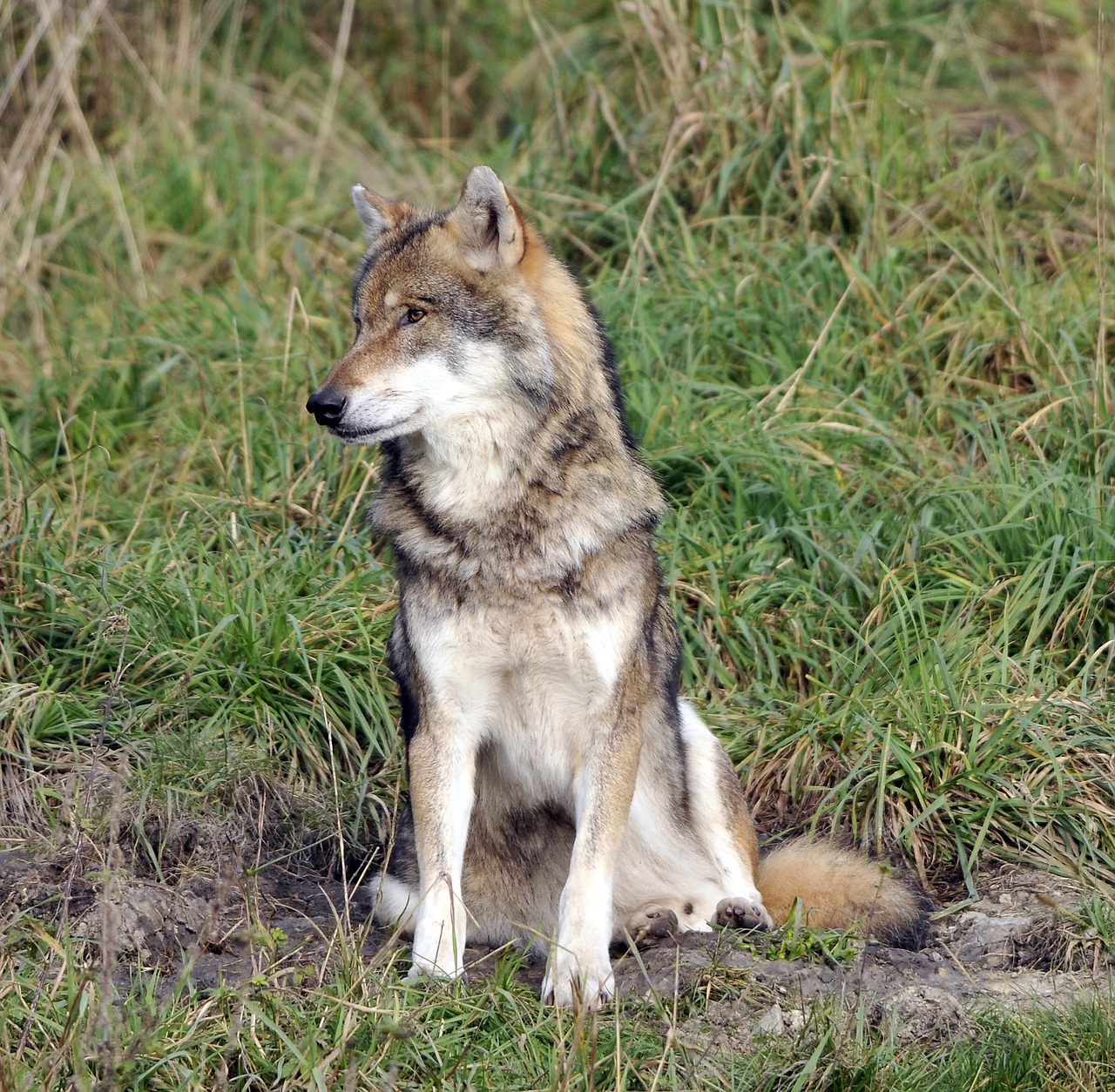 Image - wildlife park poing wolf