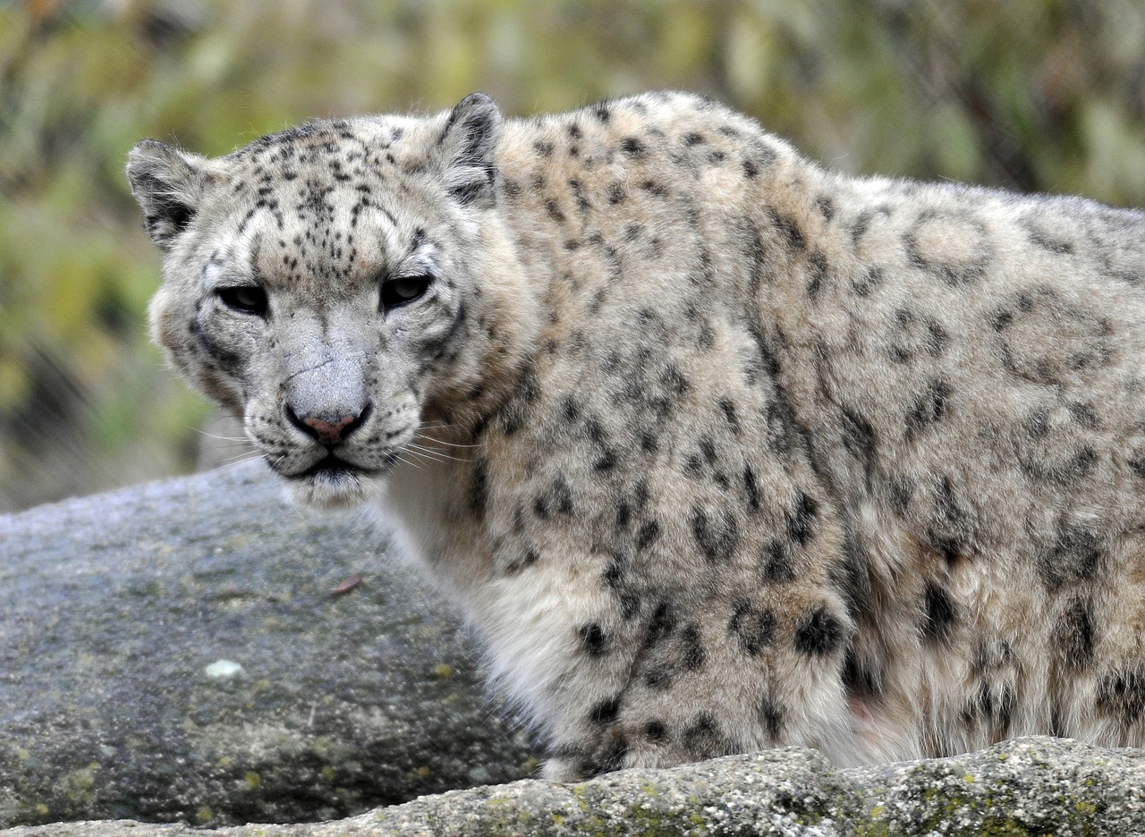 Image - zoo hellabrunn snow leopard