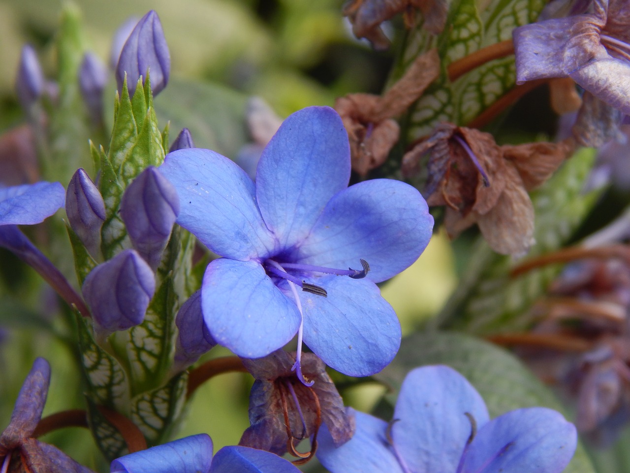 Image - flower blue celeste lilac