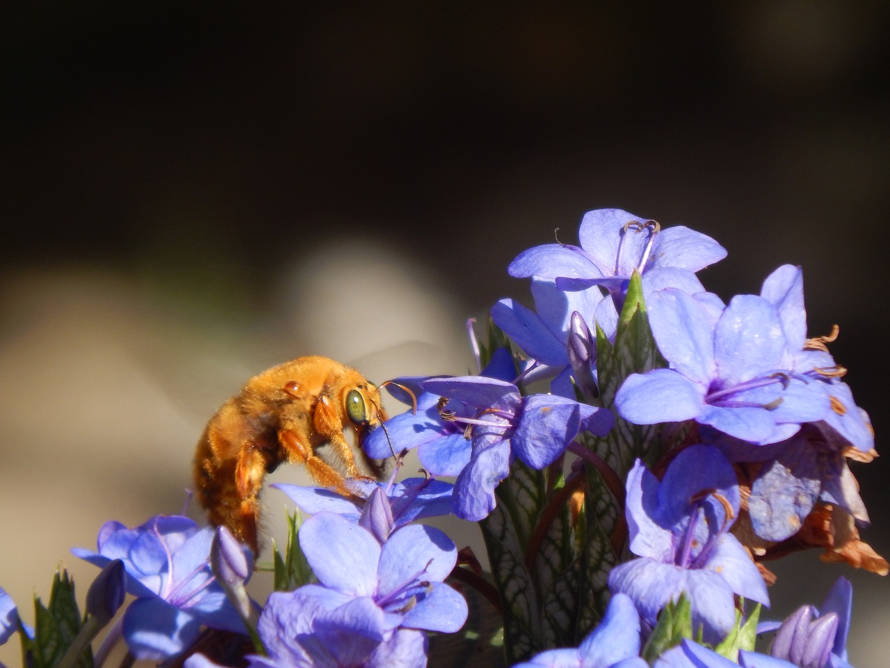 Image - bumblebee orange sucking flowers