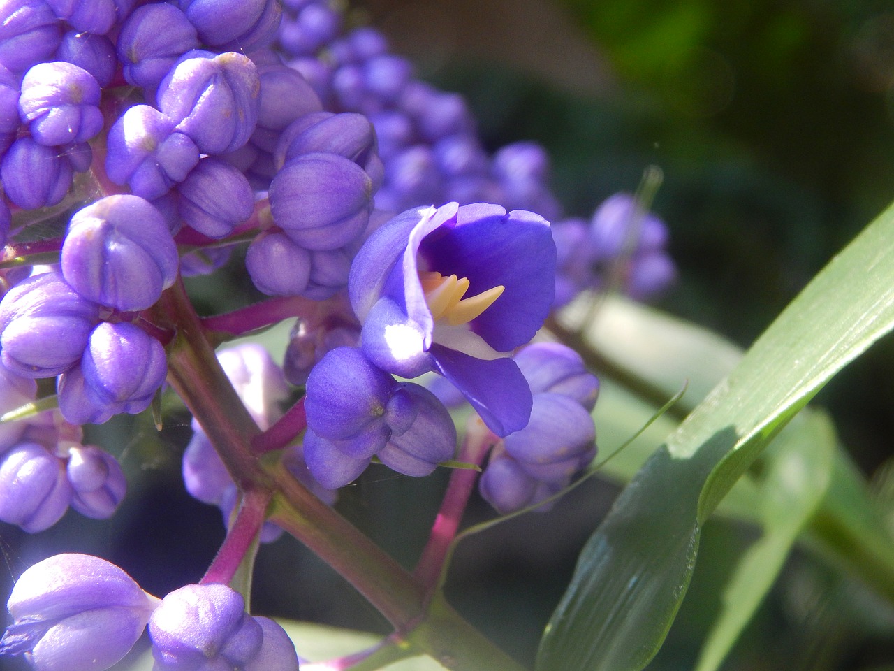 Image - pearl of the orient flowers blue