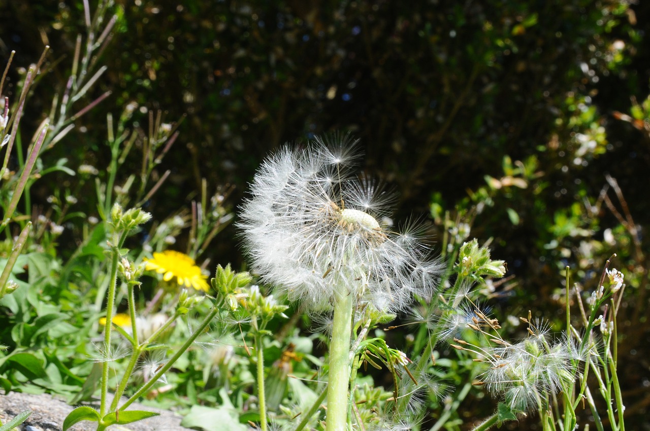 Image - dandelion blown spring seed plant