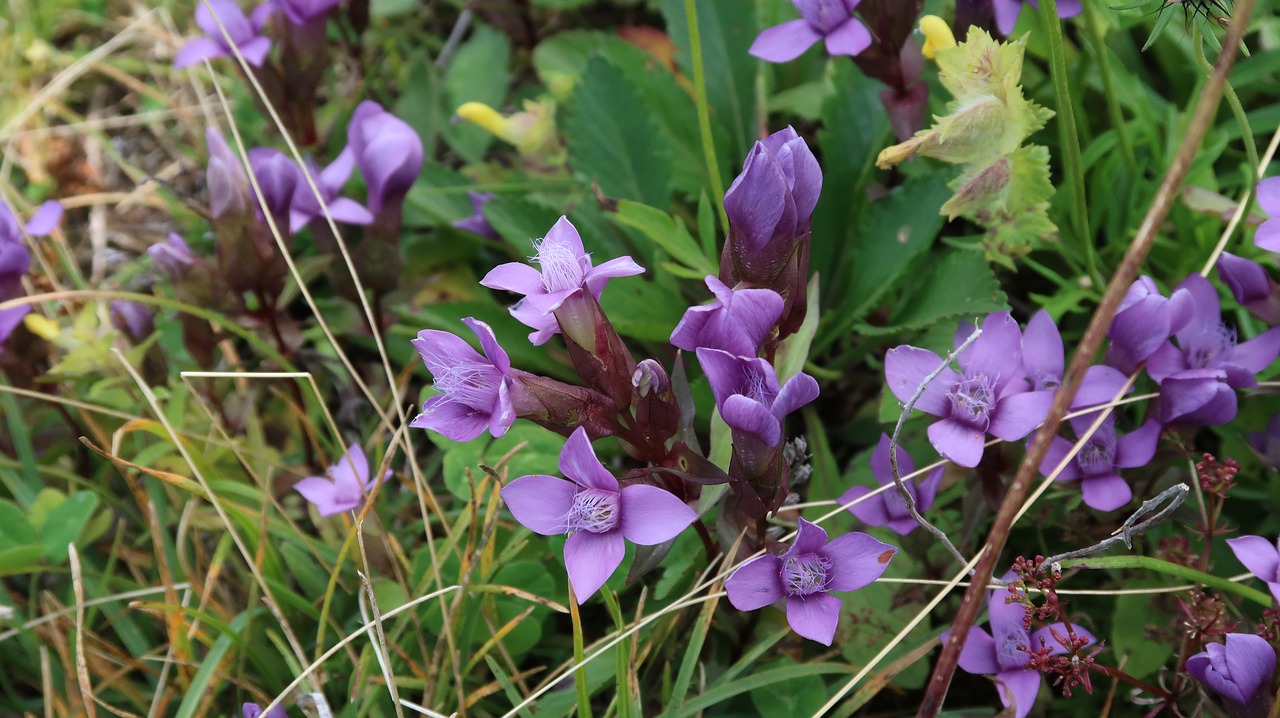 Image - flowers suisse rochers de naye