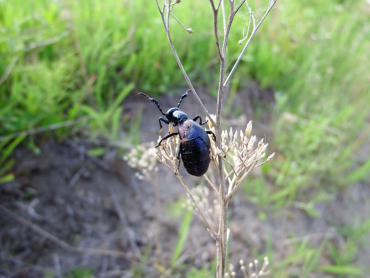 Image - beetle insect grass stem