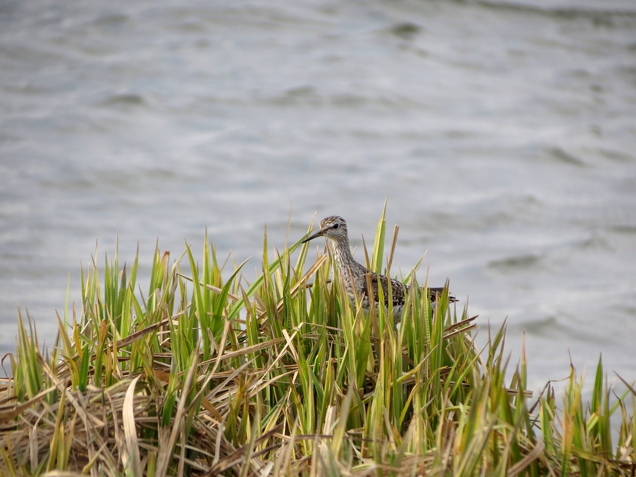 Image - birds kulik beach swamp grass