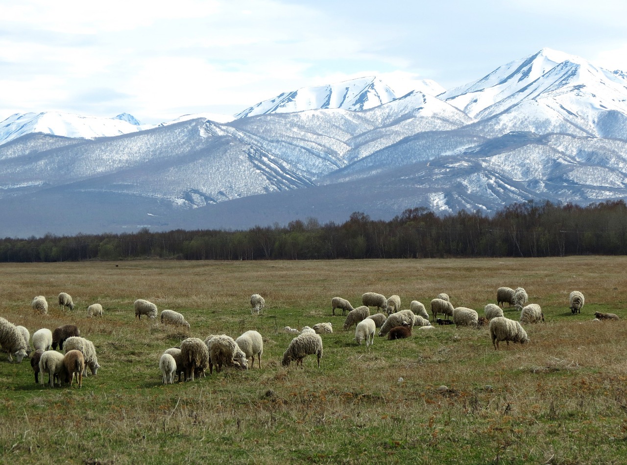 Image - sheep flock pasture meadow